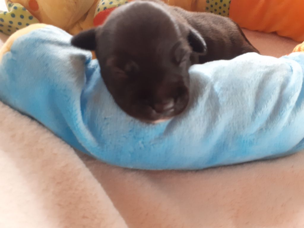 Simba, né le 08/02/2021