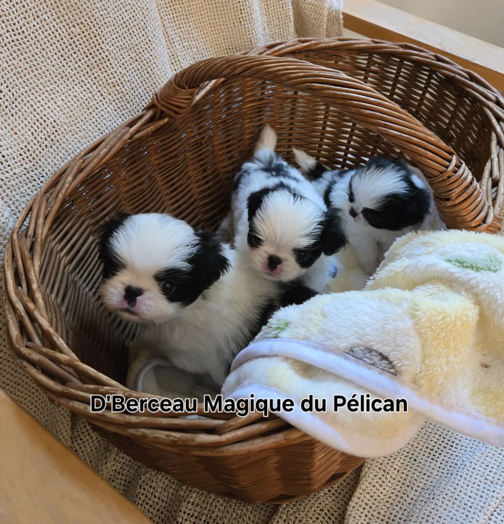Chiot Epagneul Japonais d'Berceau Magique Du Pelican