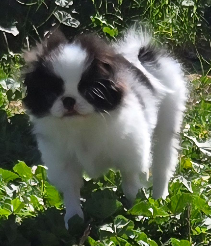 d'Berceau Magique Du Pelican - Chiots disponibles - Epagneul Japonais