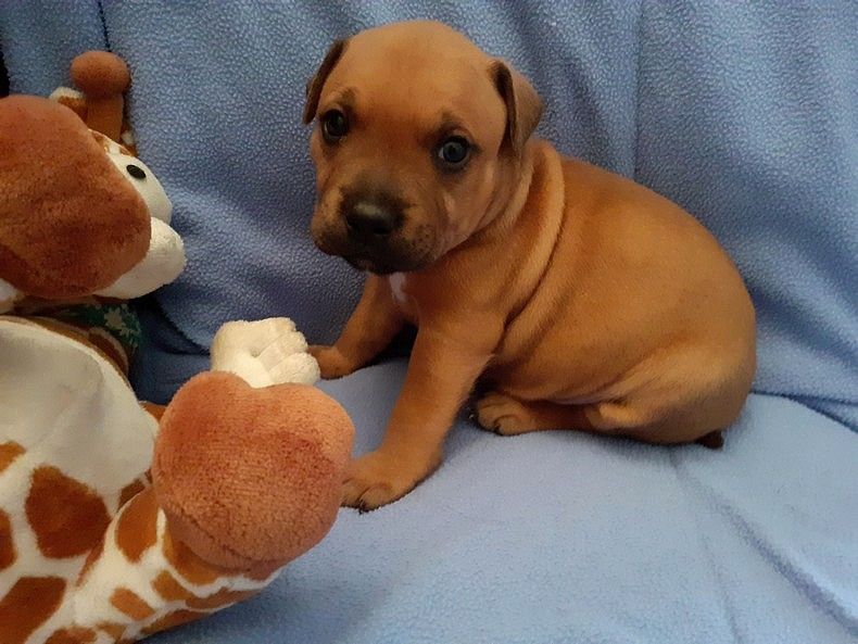 d'Berceau Magique Du Pelican - Staffordshire Bull Terrier - Portée née le 27/12/2019